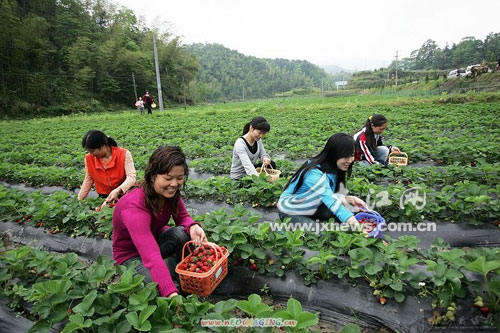 萬(wàn)載縣出產(chǎn)的有機(jī)草莓